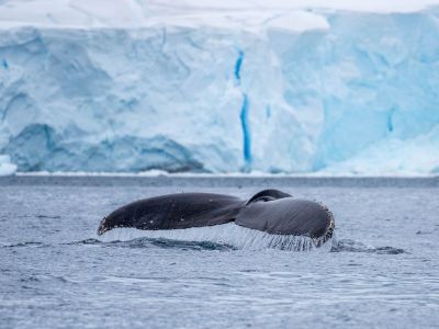Buckelwal bei Danco Island vor der antarktischen Halbinsel