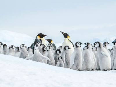 Kaiserpinguinkolonie auf Snow Hill Island, Weddellmeer (© Ilja Reijne/Oceanwide Expeditions)
