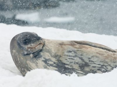 Weddellrobbe auf Trinity Island, Antarktis. (© Vreni & Stefan Gerber)