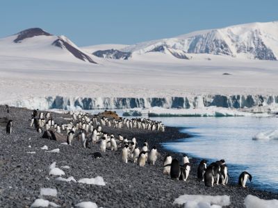 Brown Bluff, Weddellmeer, Antarktis (© Vreni & Stefan Gerber)