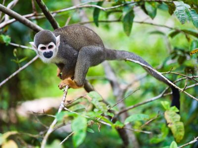 Totenkopfäffchen, Bewohner des Amazonas