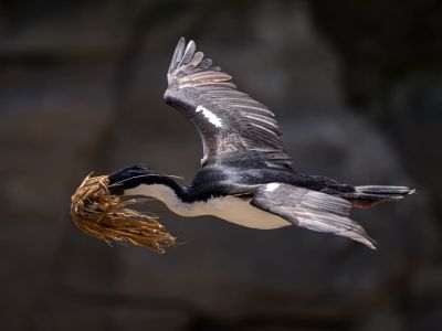 Kormoran, New Island, Falklandinseln (© Vreni & Stefan Gerber)