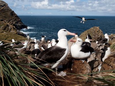 Schwarzbrauenalbatrosse auf West Point, Falklandinseln (© Vreni & Stefan Gerber)