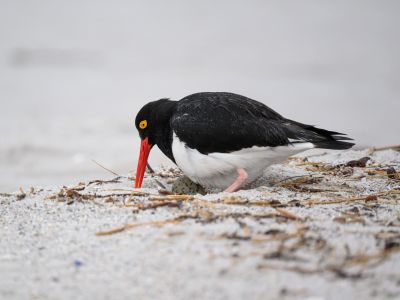 Feuerland-Austernfischer auf Yorke Bay, Falklandinseln (© Vreni & Stefan Gerber)