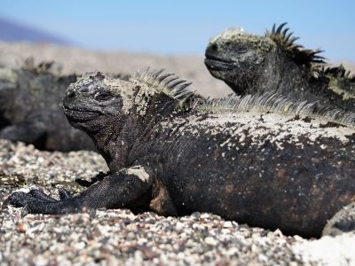 Meerechsen, Insel Fernandina, Galapagos. Die Galapagos Meerechse ist die einzige heute lebende Echse