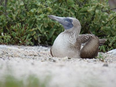Brütender Blaufusstölpel, Insel Seymour Norte, Galapagos. (© Eva Fuchs)