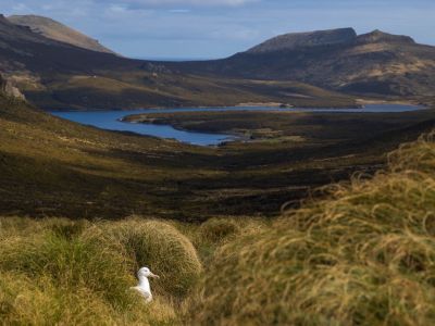 Königsalbatros auf der Campbell-Insel. In der Sprache der Māori wird die Insel Motu Ihupuku genannt.