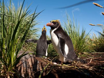 Goldschopfpinguine auf Südgeorgien (© Vreni & Stefan Gerber)