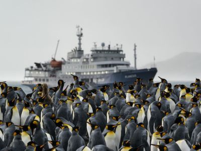 Königspinguinkolonie von Gold Harbour, Südgeorgien. Im Hintergrund das Expeditionsschiff Plancius. (