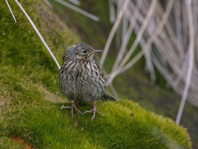 Riesenpieper auf Südgeorgien. Er kommt nur hier auf Südgeorgien vor und ist der einzige Singvogel de