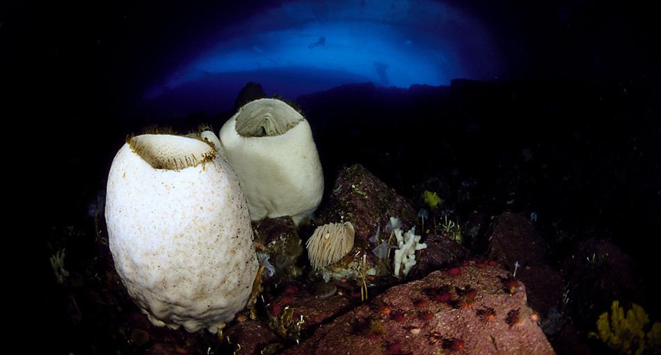 Scolymastra joubini ist ein Riesenschwamm am Boden der antarktischen Ozeangebiete, der das höchste Alter aller bekannten Organismen erreichen soll, es wurden über 10.000 Jahre angenommen. Foto: Norbert Wu, National Science Foundation