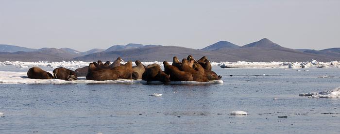 Wrangel-Insel_Walrosse