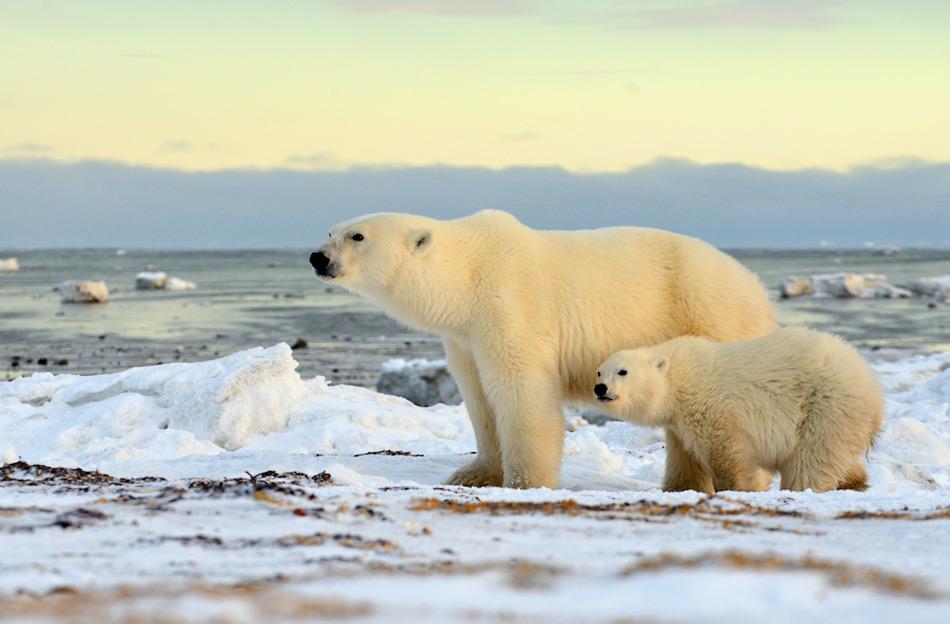 Eisbären wandern auf der Suche nach Nahrung der Küster der Hudson Bay entlang und warten bis diese zufriert. Durch den Klimawandel ist jedoch dieser Termin immer später in der Saison. Bild: Michael Wenger