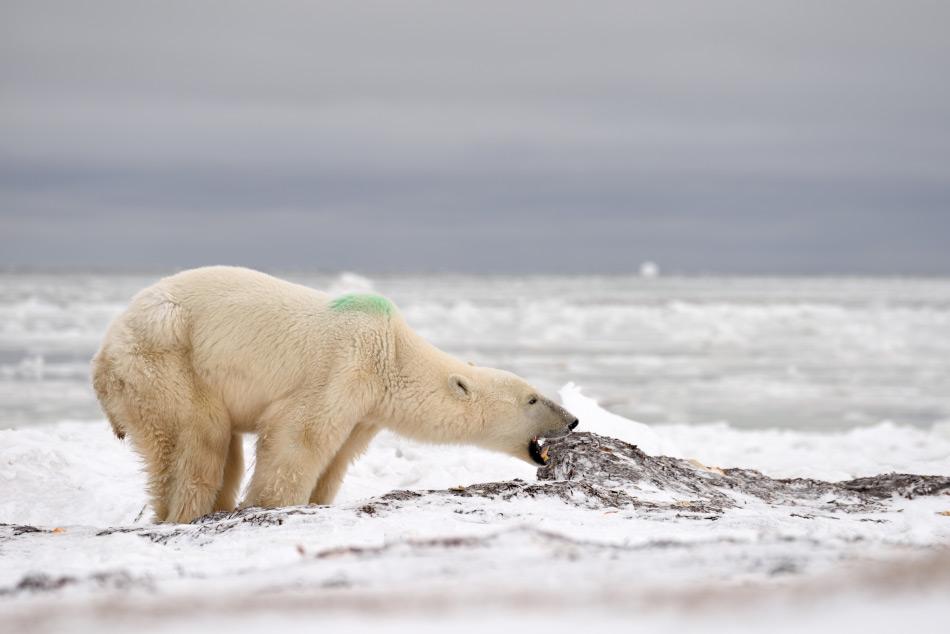 Da die Sommermonate immer länger dauern, haben Eisbären Schwierigkeiten, Nahrungsquellen zu erschliessen und werden dadurch unvorsichtiger im Umgang mit Menschen. Dies führt zu gefährlichen Begegnungen für Mensch und Bär. Bild: Michael Wenger