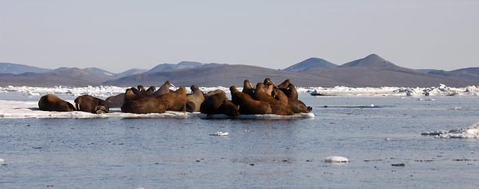 Die Natur kehrt zurück
