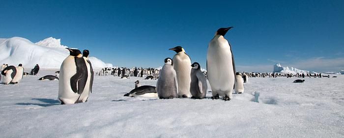 Klimaerwärmung bedroht Kaiserpinguine