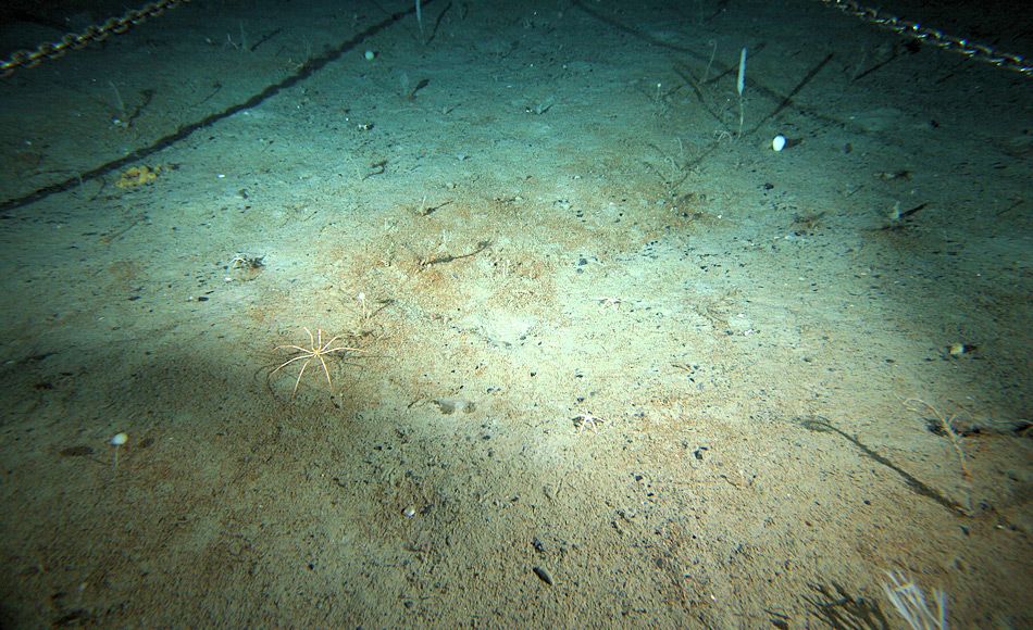 Wieviel Kohlenstoff kann der polare Meeresboden aufnehmen?