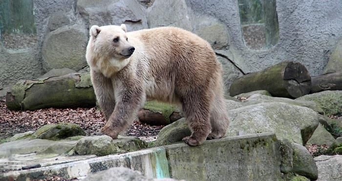«Grolar»-Bären als Folge des Klimawandels