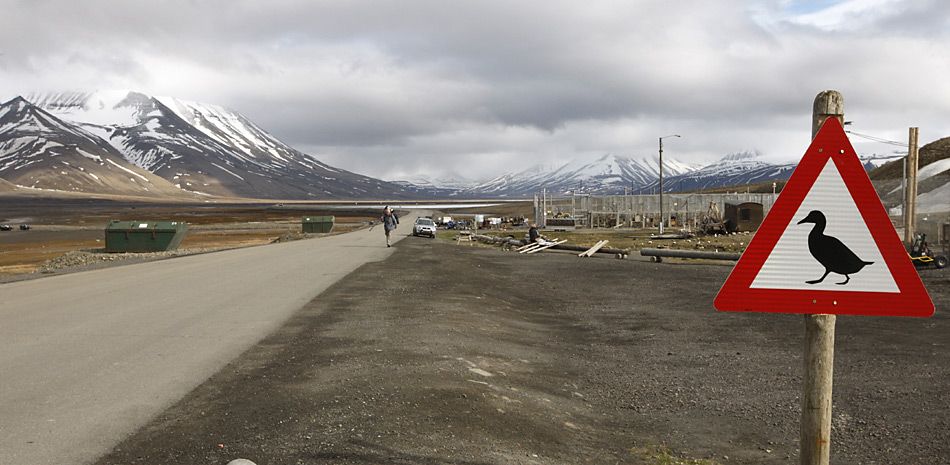 Spitzbergen - Achtung Eiderenten