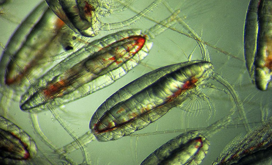 Ruderkrebse - Zeit für den Aufstieg