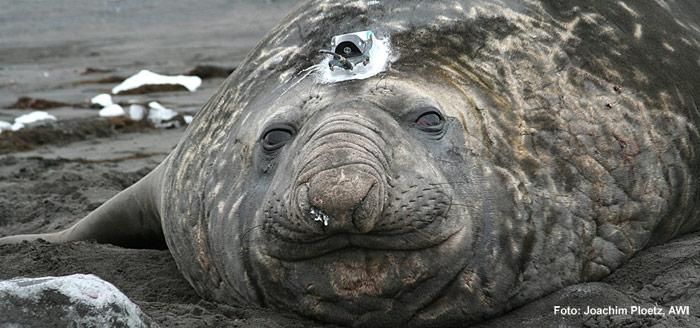 Seeelefanten müssen tiefer tauchen.
