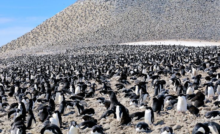 Adu00e9liepinguine bru00fcten entlang der antarktischen Ku00fcste ab dem Fru00fchjahr. Ihre Kolonien umfassen