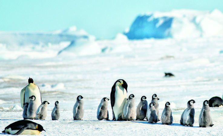 Kaiserpinguine schlu00fcpfen im Juli, mitten im Winter. Nach rund 4.5 Monaten mu00fcssen sie selber zur