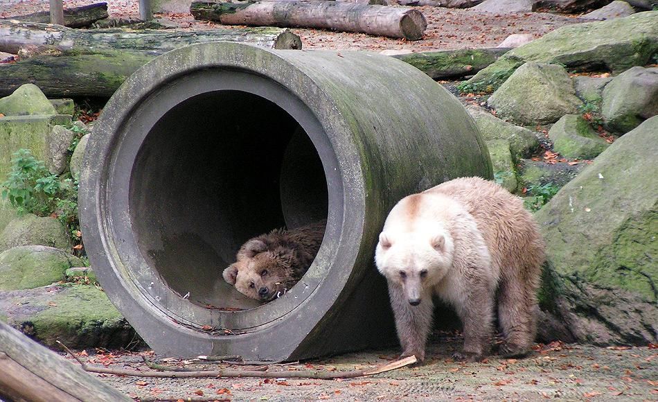 Mehr Grolars und Pizzlies könnten bald die Arktis durchwandern