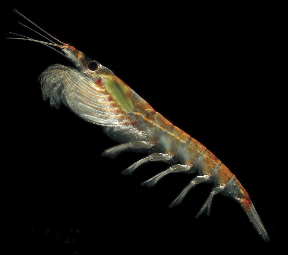 Antarktische Flüge liefern lebenden Krill nach Hobart