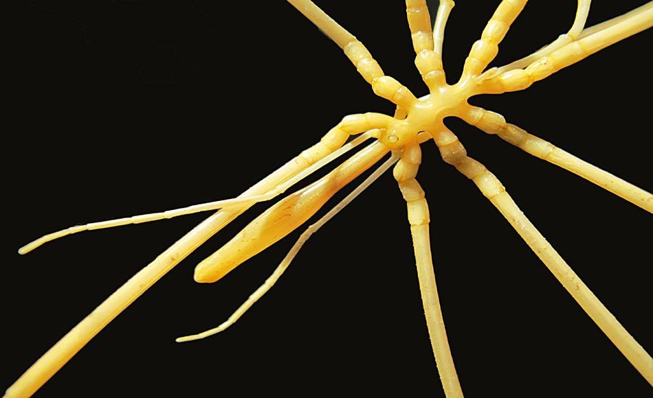 Achtbeinige „Freunde“ in antarktischen Gewässern neu entdeckt