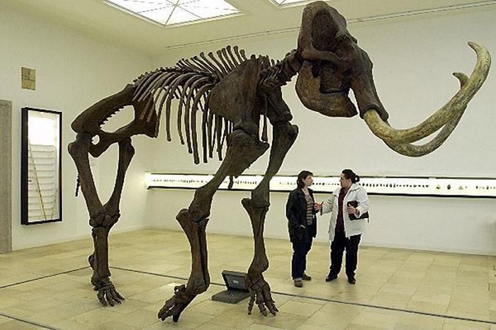 Mammuts hatten Blut mit «Frostschutz»