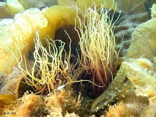 Auch Meeresalgen bekommen Sonnenbrand