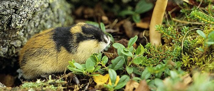Lemminge lassen Arktis ergrünen
