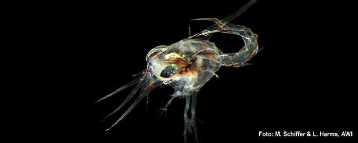 Ozeane versauern schneller