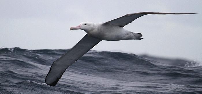Dank Klimawandel an Gewicht zugelegt.